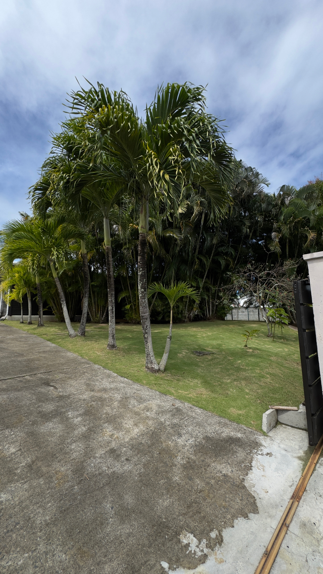 Alignement de palmiers entretenus en Guadeloupe