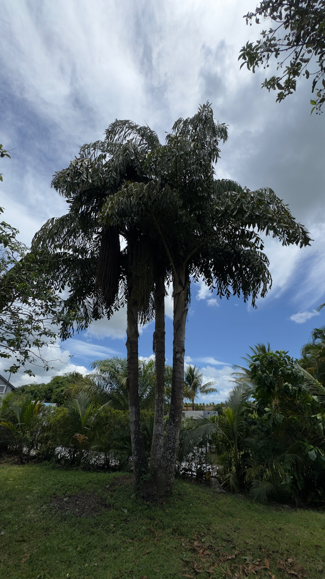 Grand palmier élagué dans un jardin tropical